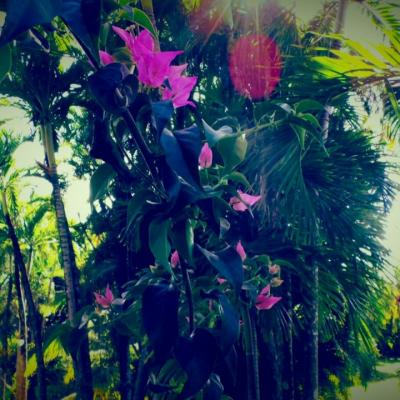 Jardin